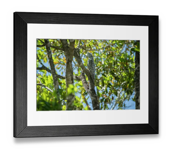 Framed Print : Great potoo (Nyctibius grandis) perched in tree, Pantanal wetlands, Mato Grosso, Brazil Framed Print : Great potoo (Nyctibius grandis) perched in tree, Pantanal wetlands, Mato Grosso, Brazil