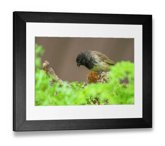 Framed Print : Darwin's small tree finch (Camarhynchus parvulus) male, feeding on Scalesia seed head in arid coastal vegetation, Santa Cruz Island, Galapagos Islands Framed Print : Darwin's small tree finch (Camarhynchus parvulus) male, feeding on Scalesia seed head in arid coastal vegetation, Santa Cruz Island, Galapagos Islands