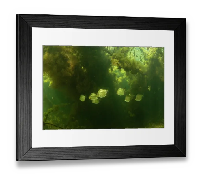 Framed Print : Spotted metynnis (Metynnis maculatus) shoal swimming among aquatic vegetation, Paraguay River, Pantanal, Brazil Framed Print : Spotted metynnis (Metynnis maculatus) shoal swimming among aquatic vegetation, Paraguay River, Pantanal, Brazil