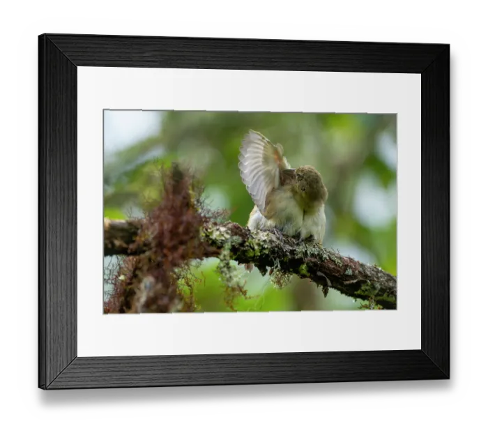 Framed Print : Darwin's woodpecker finch (Cactospiza pallida) perched on lichen covered branch, preening, in highland Scalesia cloud forest, Santa Cruz Island, Galapagos Islands Framed Print : Darwin's woodpecker finch (Cactospiza pallida) perched on lichen covered branch, preening, in highland Scalesia cloud forest, Santa Cruz Island, Galapagos Islands