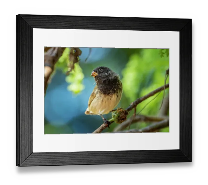 Framed Print : Darwin's small tree finch (Camarhynchus parvulus) male, feeding on Scalesia seed head in arid coastal vegetation, Santa Cruz Island, Galapagos Islands Framed Print : Darwin's small tree finch (Camarhynchus parvulus) male, feeding on Scalesia seed head in arid coastal vegetation, Santa Cruz Island, Galapagos Islands