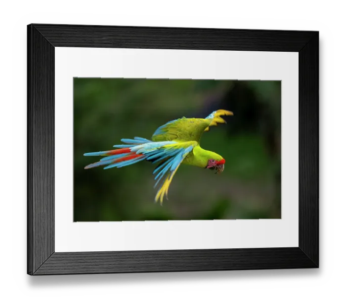 Framed Print : Great green macaw (Ara ambigua) in flight, Ara Manzanillo, Manzanillo, Costa Rica. Critically endangered Framed Print : Great green macaw (Ara ambigua) in flight, Ara Manzanillo, Manzanillo, Costa Rica. Critically endangered