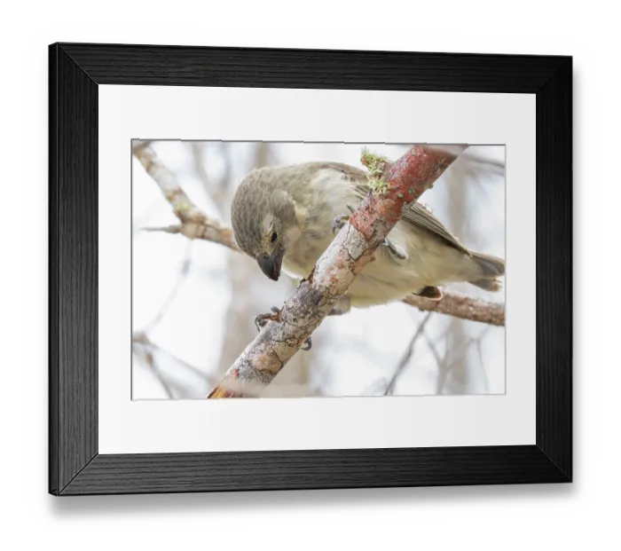 Framed Print : Darwin's large tree finch (Camarhynchus psittacula) breeding adult (black beak) Framed Print : Darwin's large tree finch (Camarhynchus psittacula) breeding adult (black beak)