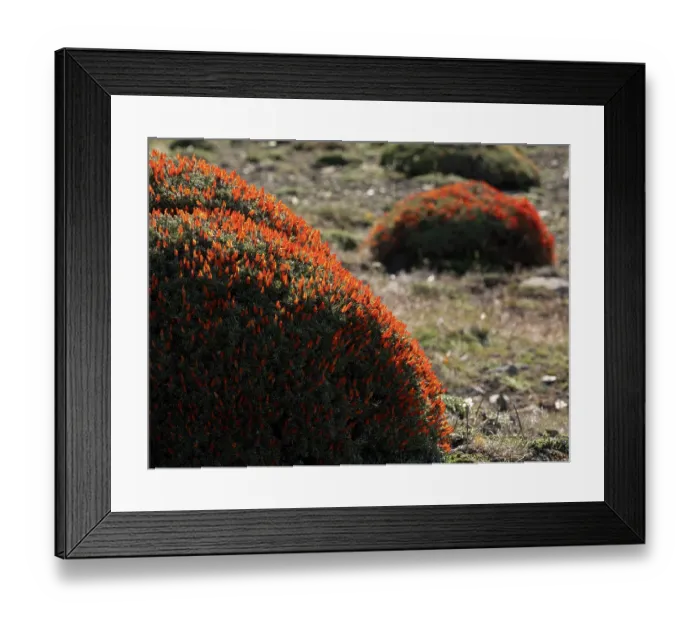 Framed Print : Neneo Macho / Scarlet gorse of Patagonia (Anarthrophyllum desideratum) in flower, private estancia outside of Torres del Paine National Park, Patagonia, Chile Framed Print : Neneo Macho / Scarlet gorse of Patagonia (Anarthrophyllum desideratum) in flower, private estancia outside of Torres del Paine National Park, Patagonia, Chile