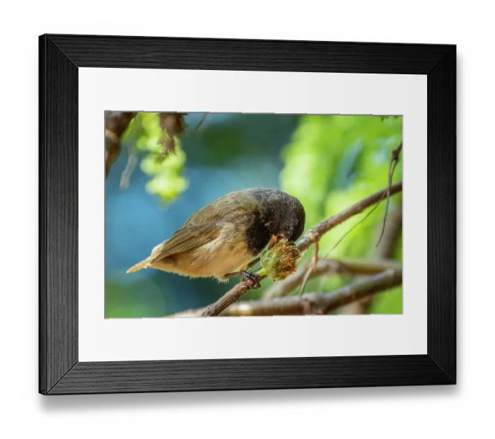 Framed Print : Darwin's small tree finch (Camarhynchus parvulus) male, feeding on Scalesia seed head in arid coastal vegetation, Santa Cruz Island, Galapagos Islands Framed Print : Darwin's small tree finch (Camarhynchus parvulus) male, feeding on Scalesia seed head in arid coastal vegetation, Santa Cruz Island, Galapagos Islands