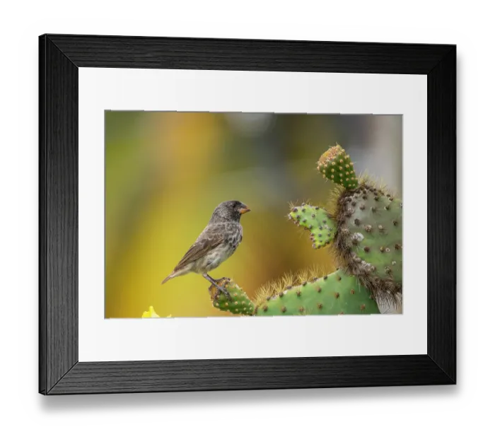 Framed Print : Darwin's medium ground finch (Geospiza fortis) perched on Prickly pear cactus (Opuntia sp.), Santa Cruz Island, Galapagos Islands Framed Print : Darwin's medium ground finch (Geospiza fortis) perched on Prickly pear cactus (Opuntia sp.), Santa Cruz Island, Galapagos Islands