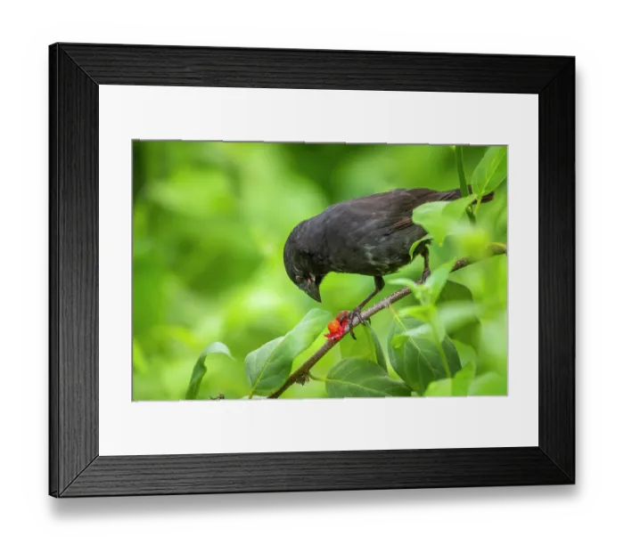 Framed Print : Darwin's small ground finch (Geospiza fuliginosa) male, perched on branch feeding on Memordica berry, Santa Cruz Island, Galapagos Islands