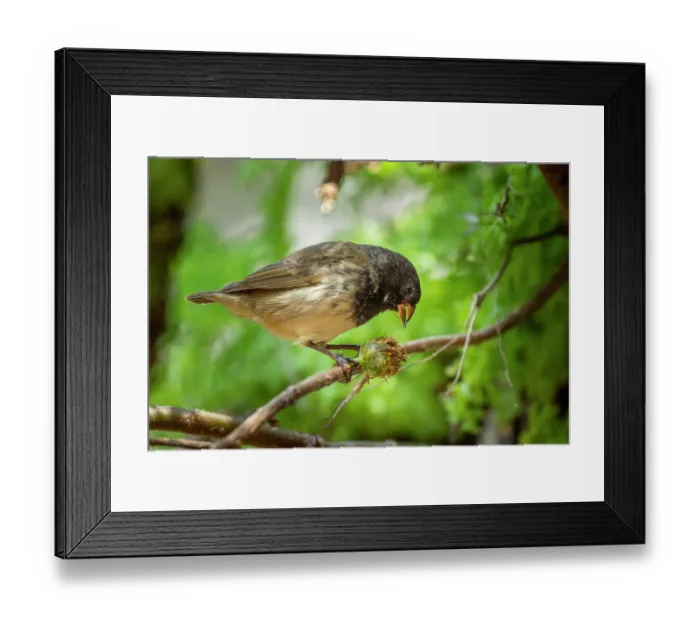 Framed Print : Darwin's small tree finch (Camarhynchus parvulus) male, feeding on Scalesia seed head in arid coastal vegetation, Santa Cruz Island, Galapagos Islands Framed Print : Darwin's small tree finch (Camarhynchus parvulus) male, feeding on Scalesia seed head in arid coastal vegetation, Santa Cruz Island, Galapagos Islands
