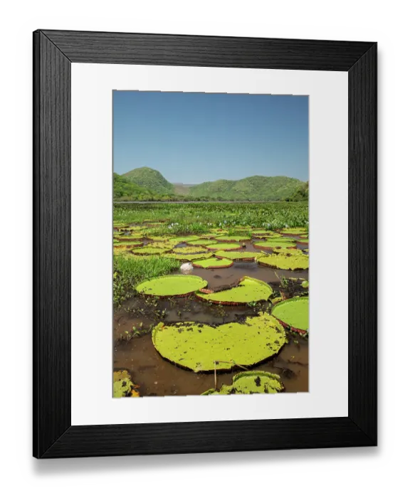 Framed Print : Giant water lilies (Victoria sp.) in wetland, Serra do Amolar, Pantanal, Mato Grosso, Brazil Framed Print : Giant water lilies (Victoria sp.) in wetland, Serra do Amolar, Pantanal, Mato Grosso, Brazil