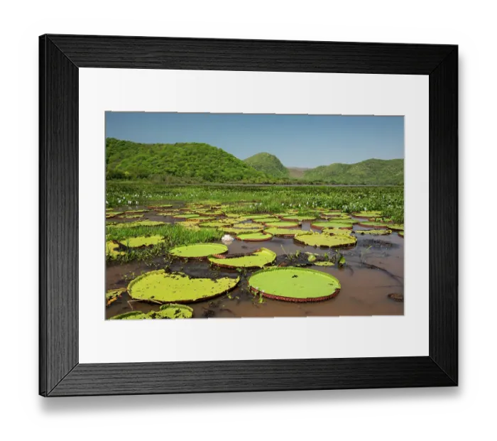 Framed Print : Giant water lilies (Victoria sp.) in wetland, Serra do Amolar, Pantanal, Mato Grosso, Brazil Framed Print : Giant water lilies (Victoria sp.) in wetland, Serra do Amolar, Pantanal, Mato Grosso, Brazil