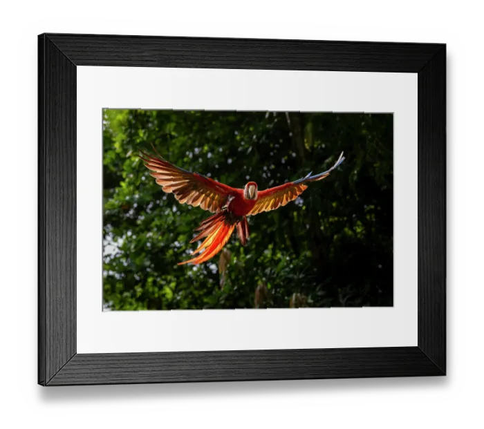 Framed Print : Scarlet macaw (Ara macao) in flight, Punta Islita, Nicoya Peninsula, Costa Rica Framed Print : Scarlet macaw (Ara macao) in flight, Punta Islita, Nicoya Peninsula, Costa Rica