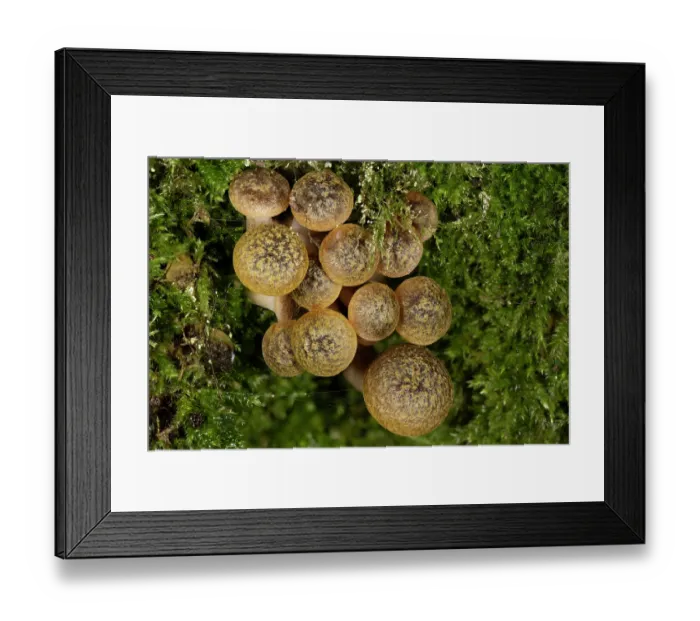 Framed Print : Honey fungus (Armillaria mellea), growing amongst moss, Vale of Ewyas, Brecon Beacons National Park / Bannau Brycheiniog, Wales, UK. November Framed Print : Honey fungus (Armillaria mellea), growing amongst moss, Vale of Ewyas, Brecon Beacons National Park / Bannau Brycheiniog, Wales, UK. November
