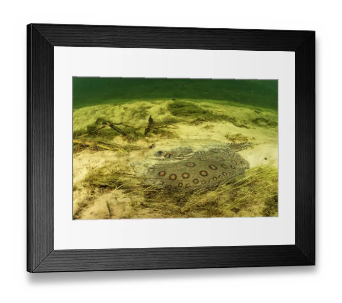 Framed Print : River stingray (Potamotrygon sp.) resting on riverbed, camouflaged and covered in sand, Paraguay River, Pantanal, Brazil Framed Print : River stingray (Potamotrygon sp.) resting on riverbed, camouflaged and covered in sand, Paraguay River, Pantanal, Brazil