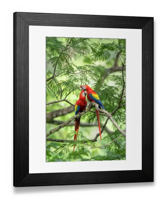 Framed Print : Scarlet macaws (Ara macao) pair, allopreening perched in tree, Punta Islita, Nicoya Peninsula, Costa Rica Framed Print : Scarlet macaws (Ara macao) pair, allopreening perched in tree, Punta Islita, Nicoya Peninsula, Costa Rica