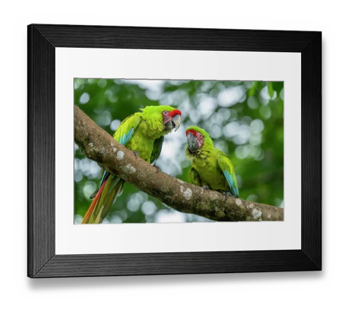 Framed Print : Great green macaws (Ara ambiguus) pair, perched in tree, Ara Manzanillo, Manzanillo, Costa Rica. Critically endangered Framed Print : Great green macaws (Ara ambiguus) pair, perched in tree, Ara Manzanillo, Manzanillo, Costa Rica. Critically endangered
