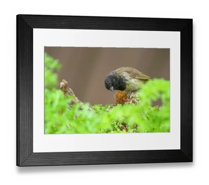 Framed Print : Darwin's small tree finch (Camarhynchus parvulus) male, feeding on Scalesia seed head in arid coastal vegetation, Santa Cruz Island, Galapagos Islands Framed Print : Darwin's small tree finch (Camarhynchus parvulus) male, feeding on Scalesia seed head in arid coastal vegetation, Santa Cruz Island, Galapagos Islands