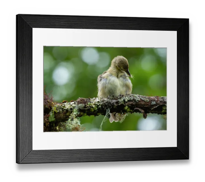 Framed Print : Darwin's woodpecker finch (Cactospiza pallida) perched on lichen covered branch, preening, in highland Scalesia cloud forest, Santa Cruz Island, Galapagos Islands Framed Print : Darwin's woodpecker finch (Cactospiza pallida) perched on lichen covered branch, preening, in highland Scalesia cloud forest, Santa Cruz Island, Galapagos Islands