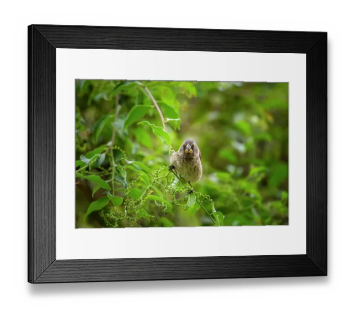 Framed Print : Darwin's medium ground finch (Geospiza fortis) feeding on unripe Soldierbush (Tournefortia sp.) berries in arid coastal vegetation, Santa Cruz Island, Galapagos Islands Framed Print : Darwin's medium ground finch (Geospiza fortis) feeding on unripe Soldierbush (Tournefortia sp.) berries in arid coastal vegetation, Santa Cruz Island, Galapagos Islands