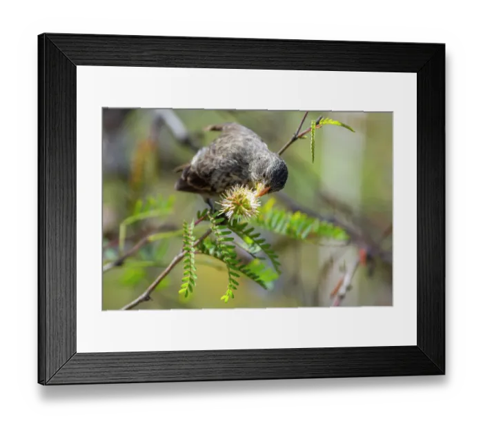 Framed Print : Darwin's small ground finch (Geospiza fuliginosa) feeding on nectar from Prosopis thorn bush (Prosopis sp.) in arid coastal vegetation, San Cristobal Island, Galapagos Islands Framed Print : Darwin's small ground finch (Geospiza fuliginosa) feeding on nectar from Prosopis thorn bush (Prosopis sp.) in arid coastal vegetation, San Cristobal Island, Galapagos Islands