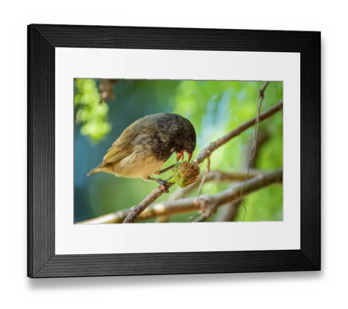 Framed Print : Darwin's small tree finch (Camarhynchus parvulus) male, feeding on Scalesia seed head in arid coastal vegetation, Santa Cruz Island, Galapagos Islands