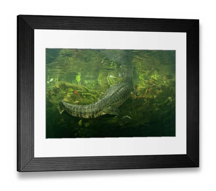 Framed Print : Spectacled caiman (Caiman crocodilus) swimming underwater among aquatic vegetation, Pantanal, Mato Grosso, Brazil