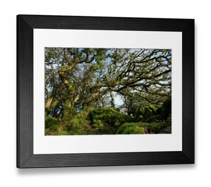 Framed Print : Temperate rainforest with Sessile oak (Quercus petraea) covered in moss and lichen, Coed Ty Canol National Nature Reserve, Pembrokeshire, Wales, UK. November