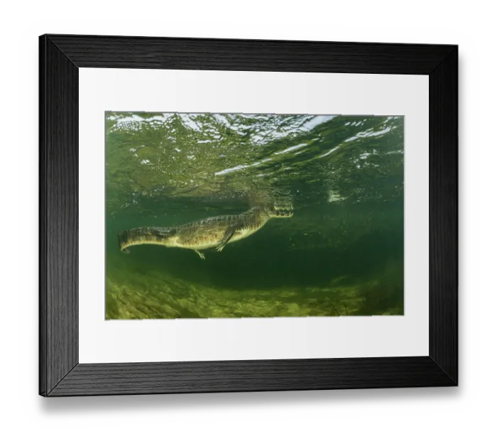 Framed Print : Spectacled caiman (Caiman crocodilus) swimming underwater, Pantanal, Mato Grosso, Brazil Framed Print : Spectacled caiman (Caiman crocodilus) swimming underwater, Pantanal, Mato Grosso, Brazil