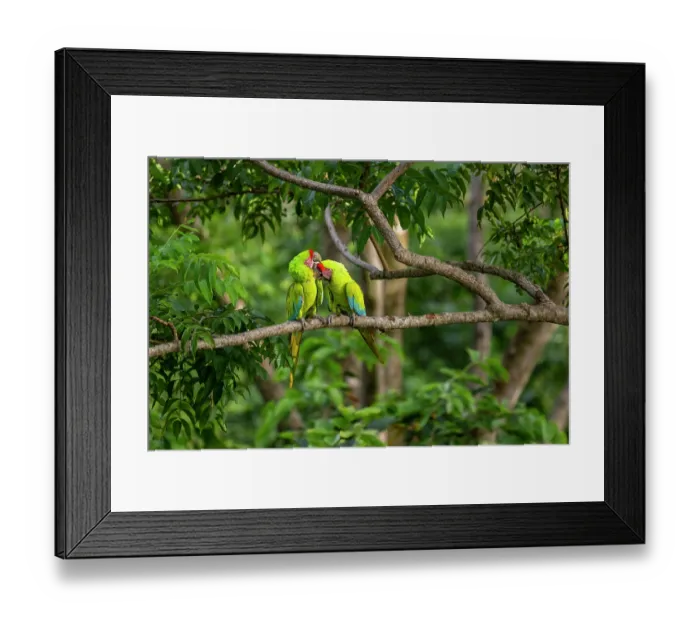 Framed Print : Great green macaws (Ara ambigua) pair, perched on branch allopreening, Ara Manzanillo, Manzanillo, Costa Rica. Critically endangered Framed Print : Great green macaws (Ara ambigua) pair, perched on branch allopreening, Ara Manzanillo, Manzanillo, Costa Rica. Critically endangered