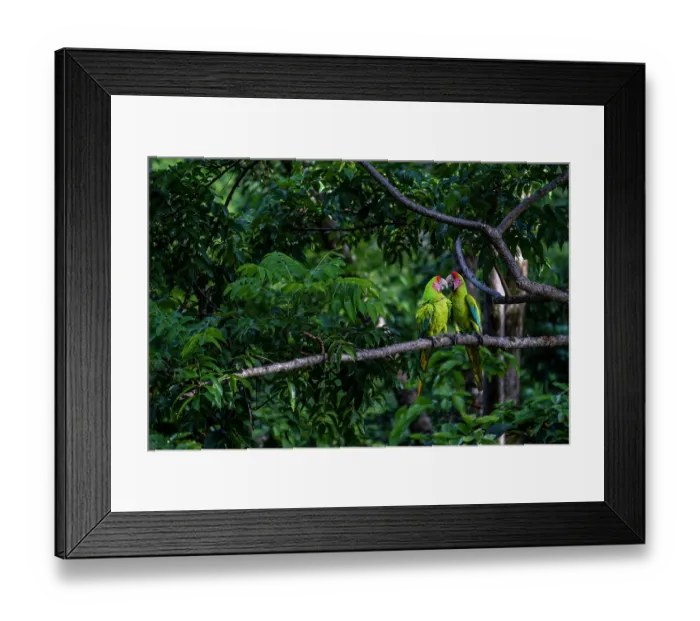 Framed Print : Great green macaws (Ara ambiguus) pair, perched on branch, Ara Manzanillo, Manzanillo, Costa Rica. Critically endangered Framed Print : Great green macaws (Ara ambiguus) pair, perched on branch, Ara Manzanillo, Manzanillo, Costa Rica. Critically endangered