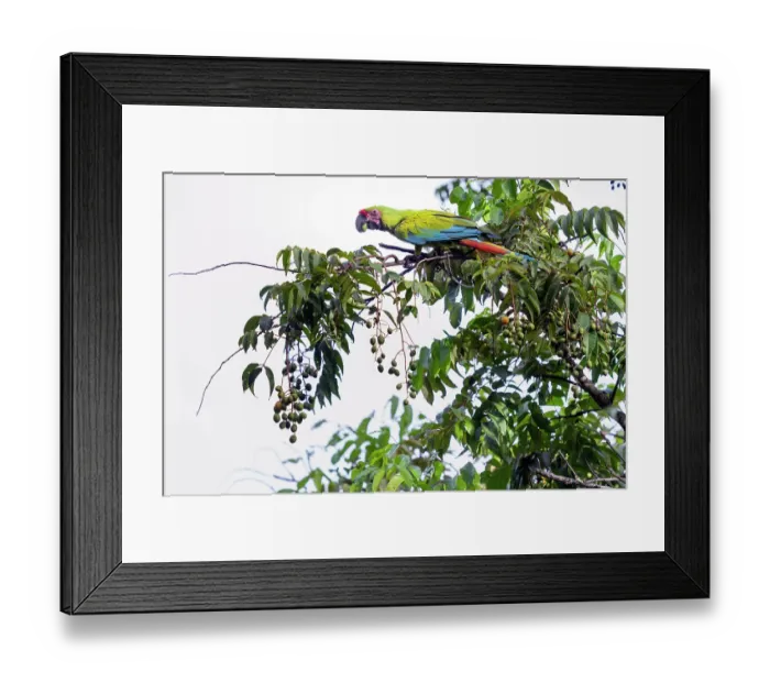Framed Print : Great green macaw (Ara ambigua) perched in tree feeding on almonds, Ara Manzanillo, Manzanillo, Costa Rica. Critically endangered Framed Print : Great green macaw (Ara ambigua) perched in tree feeding on almonds, Ara Manzanillo, Manzanillo, Costa Rica. Critically endangered