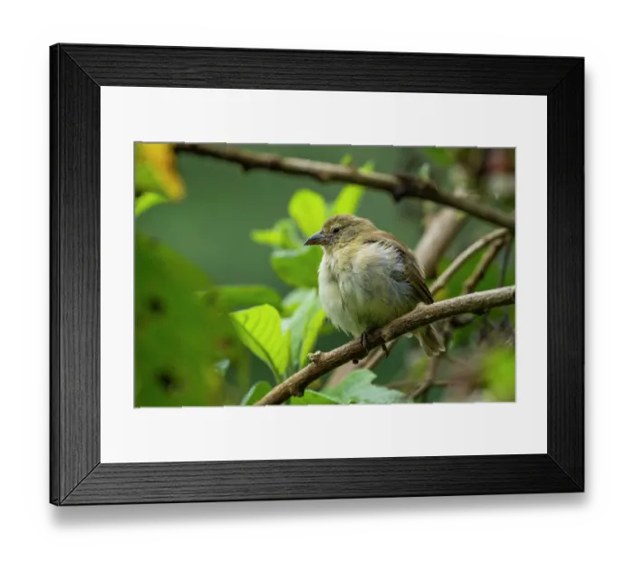 Framed Print : Darwin's woodpecker finch (Cactospiza pallida) perched on branch in highland Scalesia cloud forest, Santa Cruz Island, Galapagos Islands Framed Print : Darwin's woodpecker finch (Cactospiza pallida) perched on branch in highland Scalesia cloud forest, Santa Cruz Island, Galapagos Islands