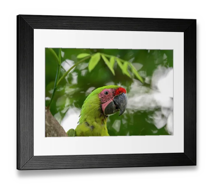 Framed Print : Great green macaw (Ara ambigua) head portrait, Ara Manzanillo, Manzanillo, Costa Rica. Critically endangered Framed Print : Great green macaw (Ara ambigua) head portrait, Ara Manzanillo, Manzanillo, Costa Rica. Critically endangered