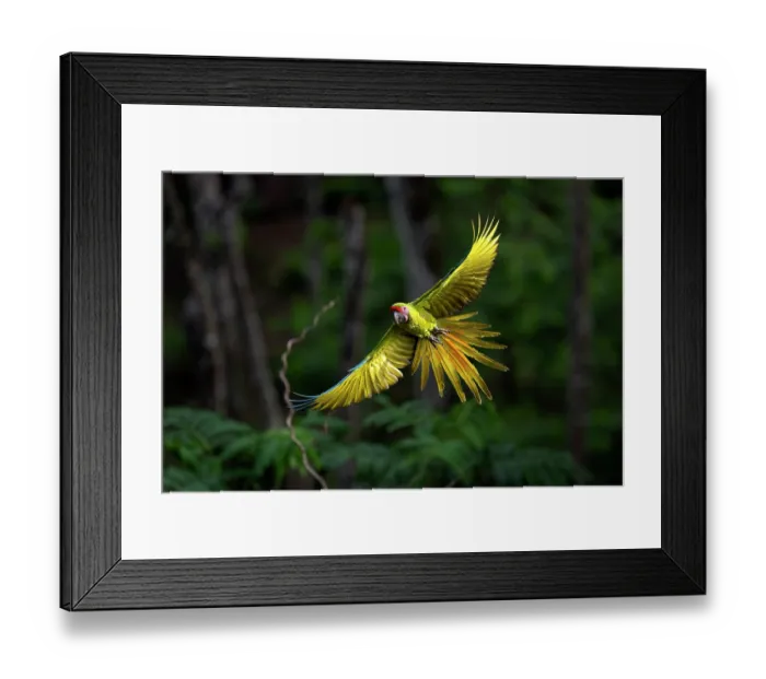 Framed Print : Great green macaw (Ara ambigua) in flight, Ara Manzanillo, Manzanillo, Costa Rica. Critically endangered Framed Print : Great green macaw (Ara ambigua) in flight, Ara Manzanillo, Manzanillo, Costa Rica. Critically endangered