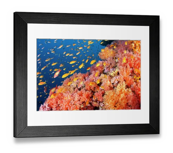 Framed Print : Jewel basslet (Pseudanthias squamipinnis) shoal swimming amongst soft coral, Maldives, Indian Ocean Framed Print : Jewel basslet (Pseudanthias squamipinnis) shoal swimming amongst soft coral, Maldives, Indian Ocean