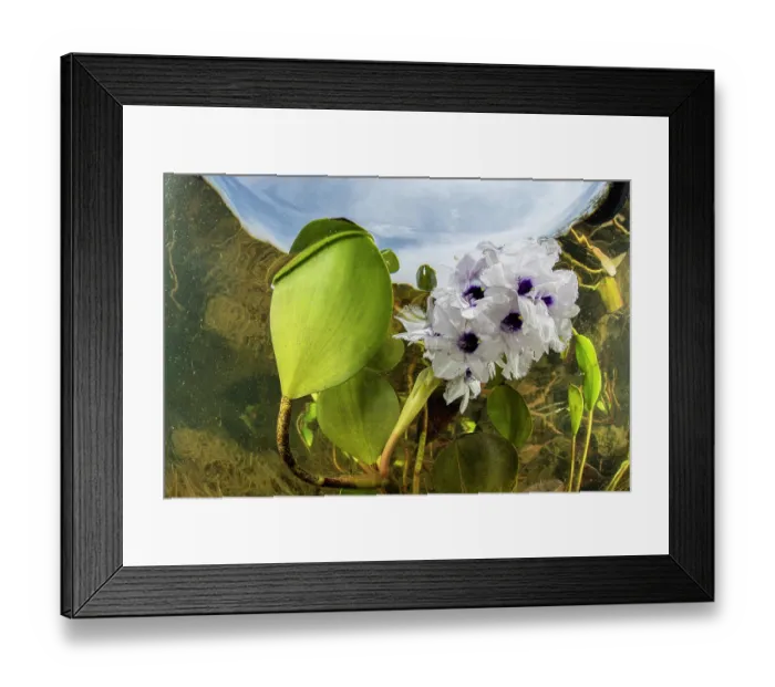 Framed Print : Water hyacinth (Eichhornia sp.) in flower underwater, Pantanal, Mato Grosso, Brazil Framed Print : Water hyacinth (Eichhornia sp.) in flower underwater, Pantanal, Mato Grosso, Brazil