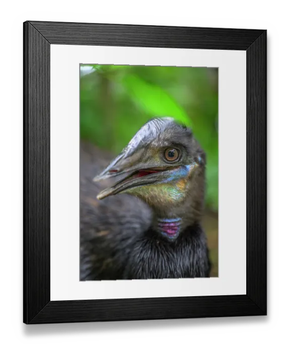 Framed Print : Cassowary (Casuarius sp.) juvenile, head portrait, Kavieng, New Ireland Province, Papua New Guinea. Captive