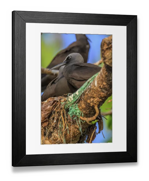Framed Print : Black noddies (Anous minutus) pair sitting on nests with pieces of plastic entangled in nest, New Ireleand Province, Papua New Guinea Framed Print : Black noddies (Anous minutus) pair sitting on nests with pieces of plastic entangled in nest, New Ireleand Province, Papua New Guinea