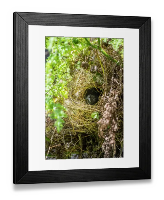Framed Print : Darwin's small ground finch (Geospiza fuliginosa) male, looking out from nest, Santa Cruz Island, Galapagos Islands Framed Print : Darwin's small ground finch (Geospiza fuliginosa) male, looking out from nest, Santa Cruz Island, Galapagos Islands
