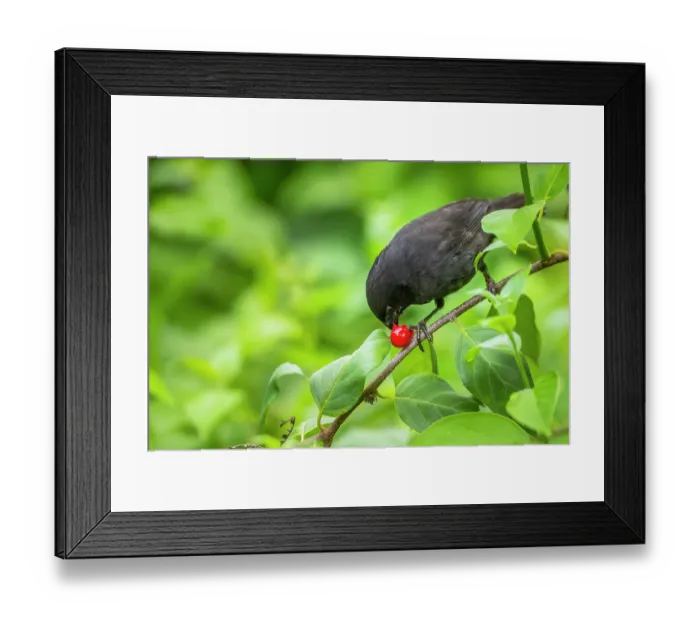 Framed Print : Darwin's small ground finch (Geospiza fuliginosa) male, perched on branch feeding on Memordica berry, Santa Cruz Island, Galapagos Islands Framed Print : Darwin's small ground finch (Geospiza fuliginosa) male, perched on branch feeding on Memordica berry, Santa Cruz Island, Galapagos Islands