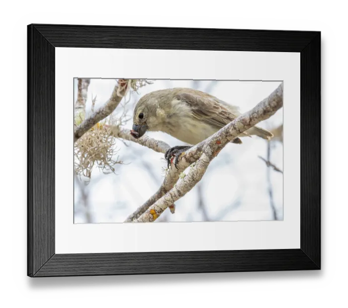 Framed Print : Darwin's large tree finch (Camarhynchus psittacula) breeding adult (black beak) Framed Print : Darwin's large tree finch (Camarhynchus psittacula) breeding adult (black beak)