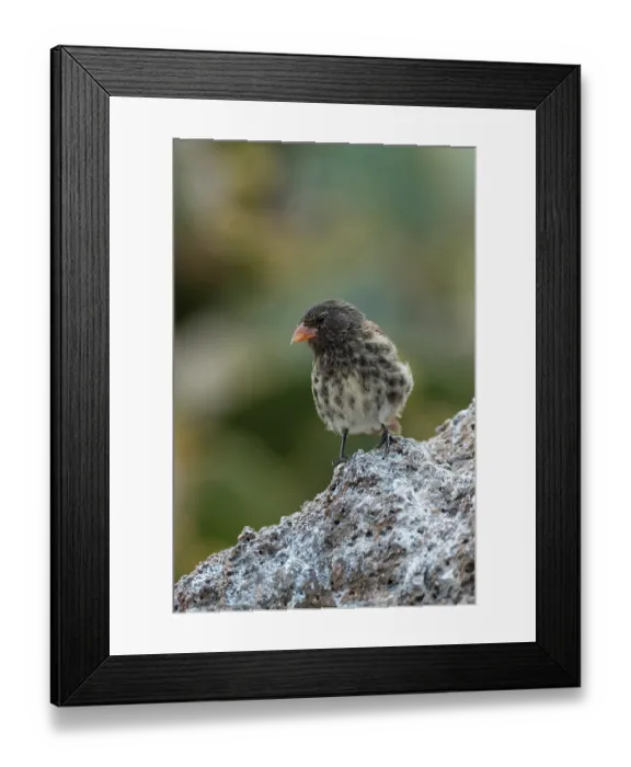 Framed Print : Darwin's Genovesa ground finch (Geospiza acutirostris) perched on rock, Genovesa Island, Galapagos Islands Framed Print : Darwin's Genovesa ground finch (Geospiza acutirostris) perched on rock, Genovesa Island, Galapagos Islands