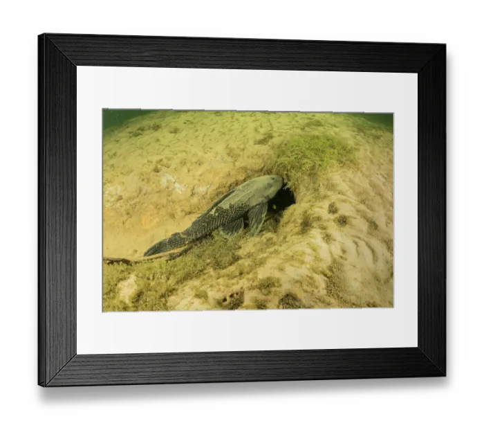 Framed Print : Armored catfish (Loricariidae) on riverbed, Paraguay River, Pantanal, Brazil Framed Print : Armored catfish (Loricariidae) on riverbed, Paraguay River, Pantanal, Brazil