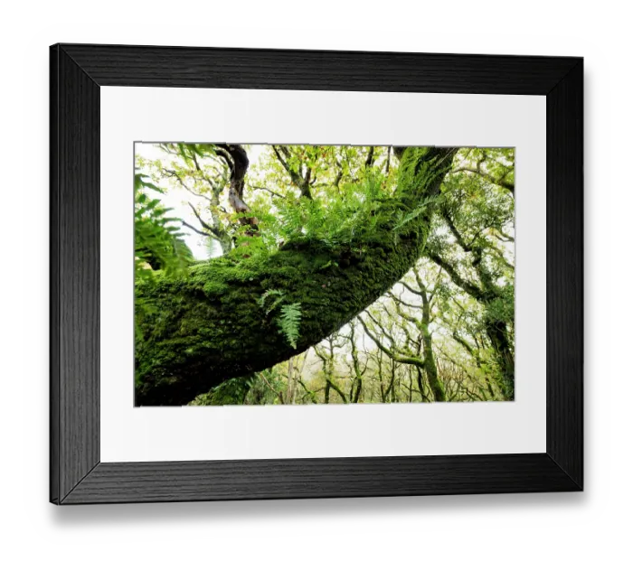 Framed Print : Common polypody (Polypodium vulgare) ferns on moss-covered Sessile oak (Quercus petraea), Coed Ty Canol National Nature Reserve, Pembrokeshire, Wales, UK. November Framed Print : Common polypody (Polypodium vulgare) ferns on moss-covered Sessile oak (Quercus petraea), Coed Ty Canol National Nature Reserve, Pembrokeshire, Wales, UK. November