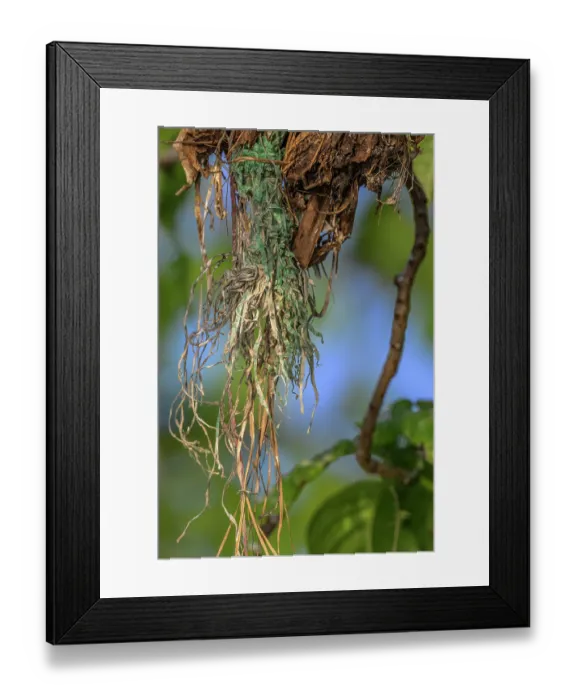 Framed Print : Close-up of a Black noddy (Anous minutus) nest with pieces of plastic hanging from it, used in nest building, New Ireland Province, Papua New Guinea Framed Print : Close-up of a Black noddy (Anous minutus) nest with pieces of plastic hanging from it, used in nest building, New Ireland Province, Papua New Guinea