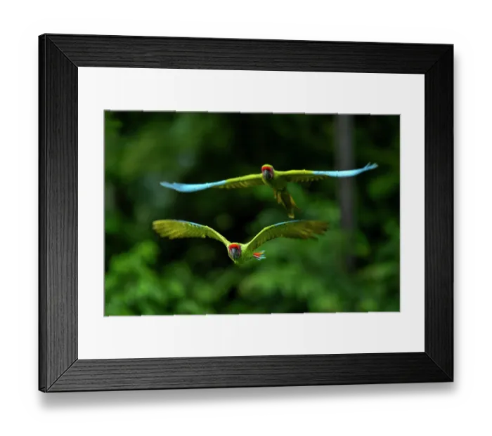 Framed Print : Great green macaws (Ara ambiguus) pair in flight, Ara Manzanillo, Manzanillo, Costa Rica. Critically endangered Framed Print : Great green macaws (Ara ambiguus) pair in flight, Ara Manzanillo, Manzanillo, Costa Rica. Critically endangered