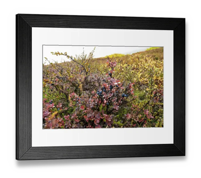Framed Print : Bilberry (Vaccinium myrtillus), Crowberry (Empetrum nigrum) and Dwarf birch (Betula nana) in alpine tundra, north Iceland. September