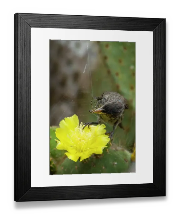 Framed Print : Darwin's Genovesa cactus finch (Geospiza propinqua) feeding on Prickly pear cactus (Opuntia sp.) flower, Genovesa Island, Galapagos Islands Framed Print : Darwin's Genovesa cactus finch (Geospiza propinqua) feeding on Prickly pear cactus (Opuntia sp.) flower, Genovesa Island, Galapagos Islands