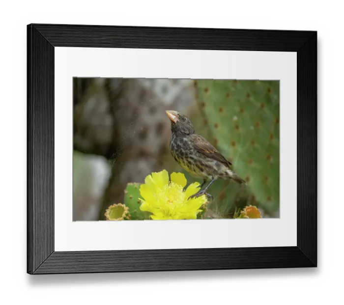 Framed Print : Darwin's Genovesa cactus finch (Geospiza propinqua) perched on Prickly pear cactus (Opuntia sp.) flower, Genovesa Island, Galapagos Islands Framed Print : Darwin's Genovesa cactus finch (Geospiza propinqua) perched on Prickly pear cactus (Opuntia sp.) flower, Genovesa Island, Galapagos Islands
