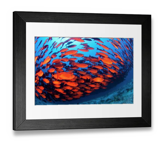 Framed Print : Crescent-tail bigeye (Priacanthus hamrur) shoal swimming over reef, Maldives, Indian Ocean Framed Print : Crescent-tail bigeye (Priacanthus hamrur) shoal swimming over reef, Maldives, Indian Ocean