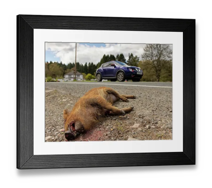 Framed Print : Wild boar (Sus scrofa) piglet killed by road traffic collision, near Coleford, Forest of Dean, Gloucestershire, England, UK. April Framed Print : Wild boar (Sus scrofa) piglet killed by road traffic collision, near Coleford, Forest of Dean, Gloucestershire, England, UK. April